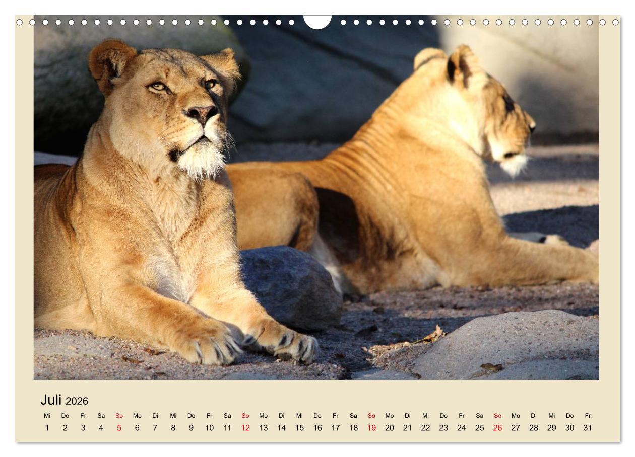 Beispielinhalt (Bild) Löwen im Tierpark Hagenbeck (Wandkalender 2026 DIN A3 quer), CALVENDO Monatskalender