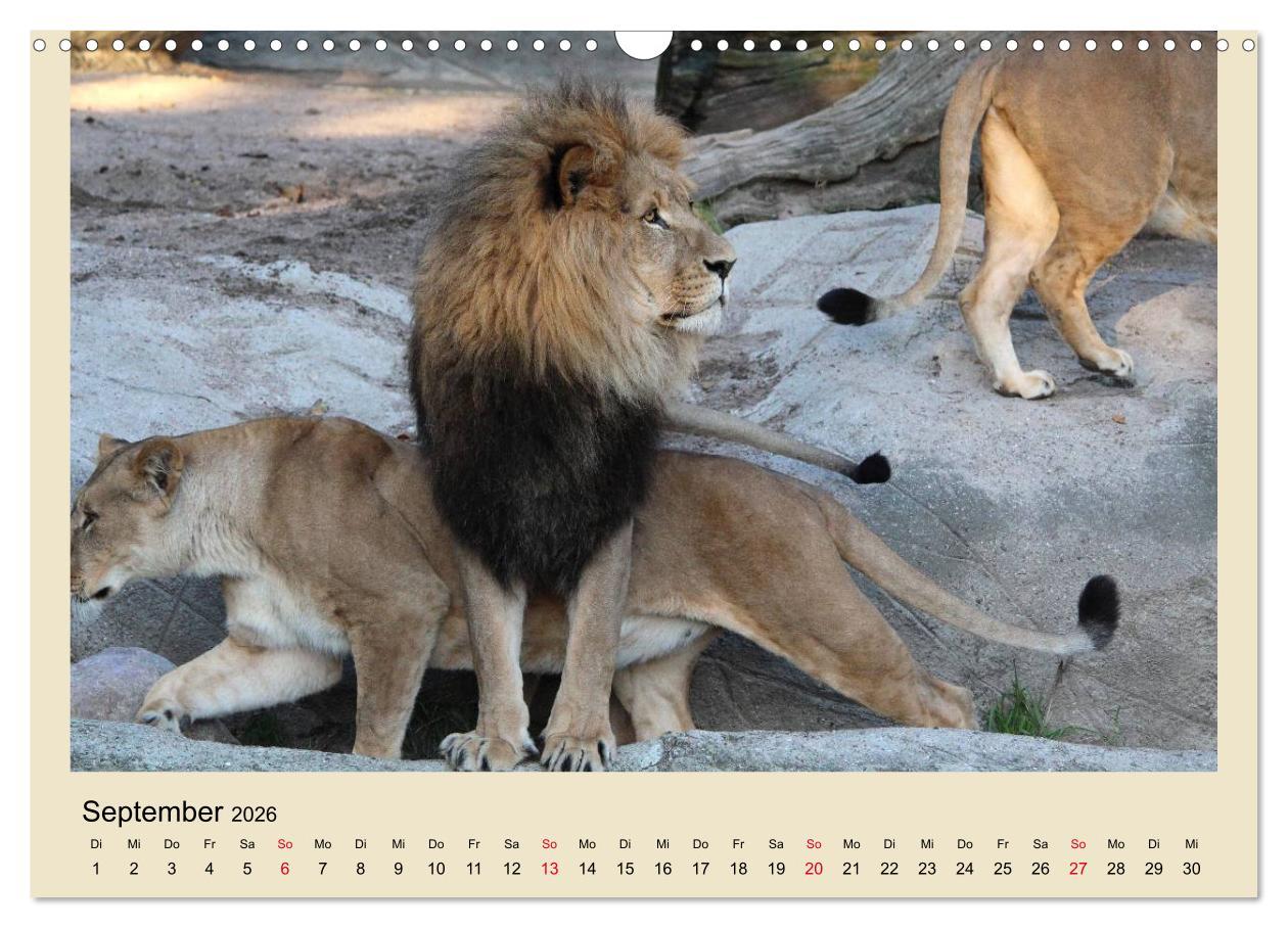 Beispielinhalt (Bild) Löwen im Tierpark Hagenbeck (Wandkalender 2026 DIN A3 quer), CALVENDO Monatskalender