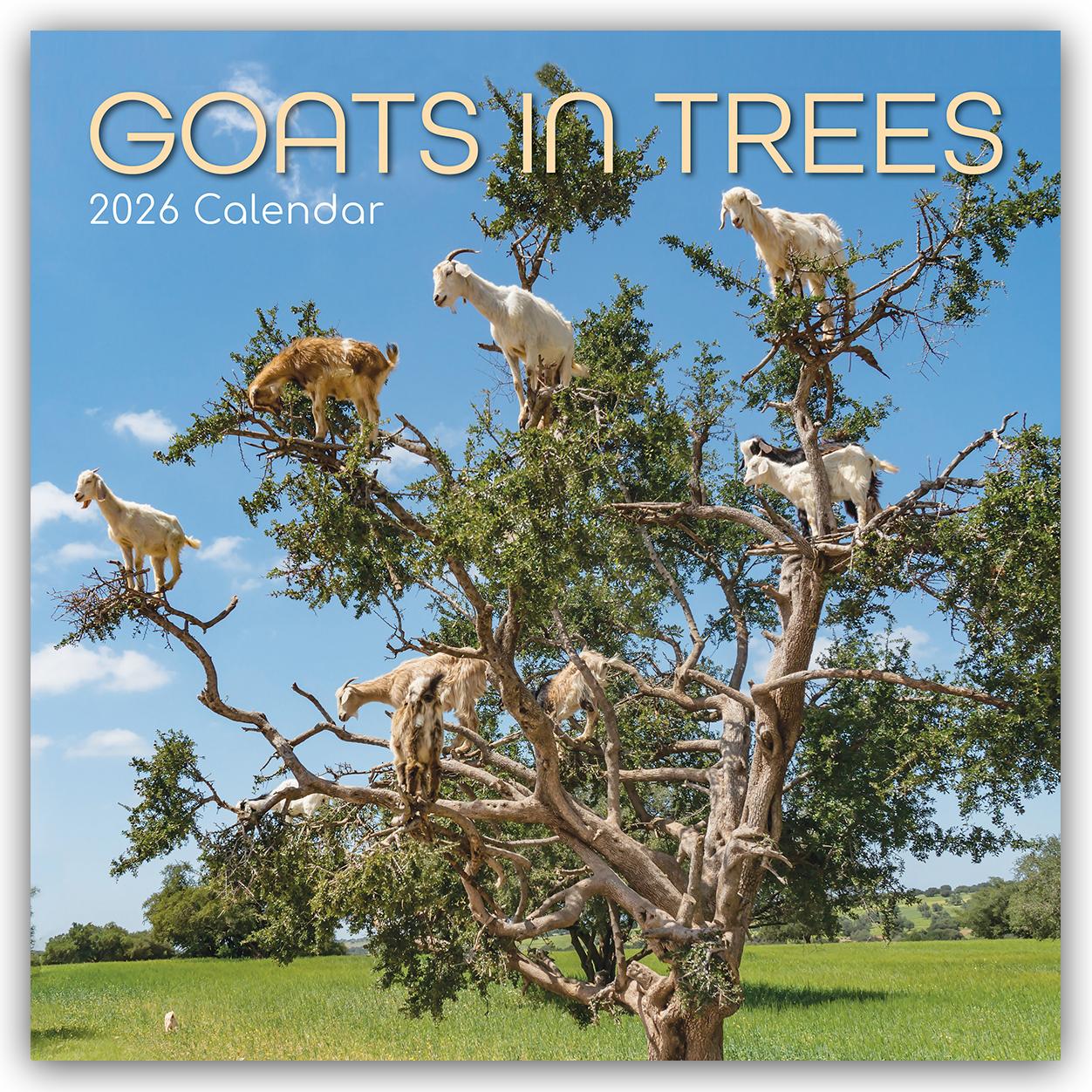 Vorderes Coverbild Goats in Trees - Ziegen auf Bäumen 2026 - 16-Monatskalender