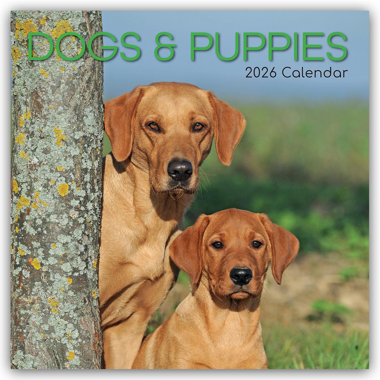 Vorderes Coverbild Dogs and Puppies - Hunde und Welpen 2026 - 16-Monatskalender