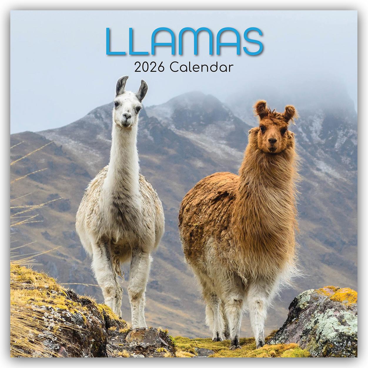Vorderes Coverbild Llamas - Lamas 2026 - 16-Monatskalender