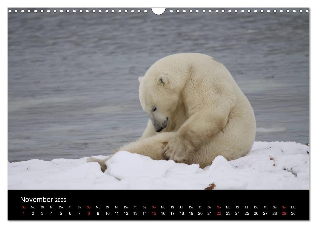 Beispielinhalt (Bild) Arktische Träume - Eisbären in Kanada (Wandkalender 2026 DIN A3 quer), CALVENDO Monatskalender