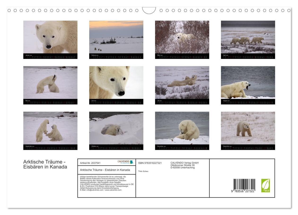 Beispielinhalt (Bild) Arktische Träume - Eisbären in Kanada (Wandkalender 2026 DIN A3 quer), CALVENDO Monatskalender