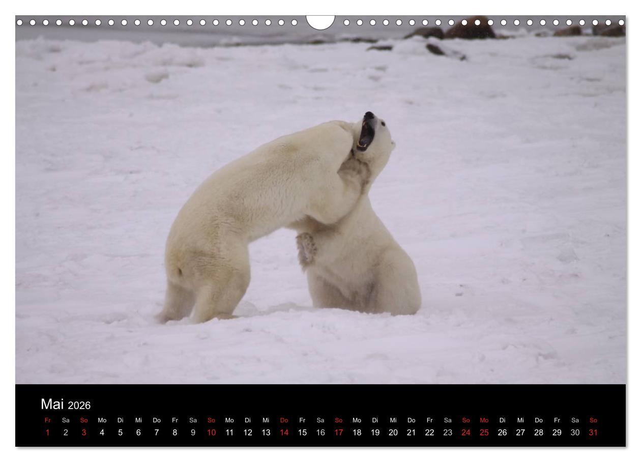Beispielinhalt (Bild) Arktische Träume - Eisbären in Kanada (Wandkalender 2026 DIN A3 quer), CALVENDO Monatskalender