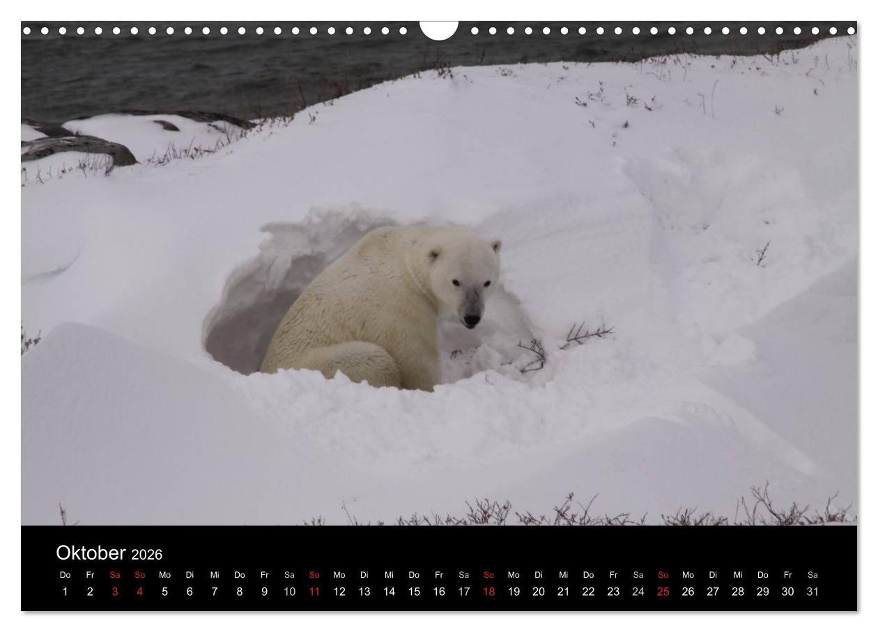 Beispielinhalt (Bild) Arktische Träume - Eisbären in Kanada (Wandkalender 2026 DIN A3 quer), CALVENDO Monatskalender