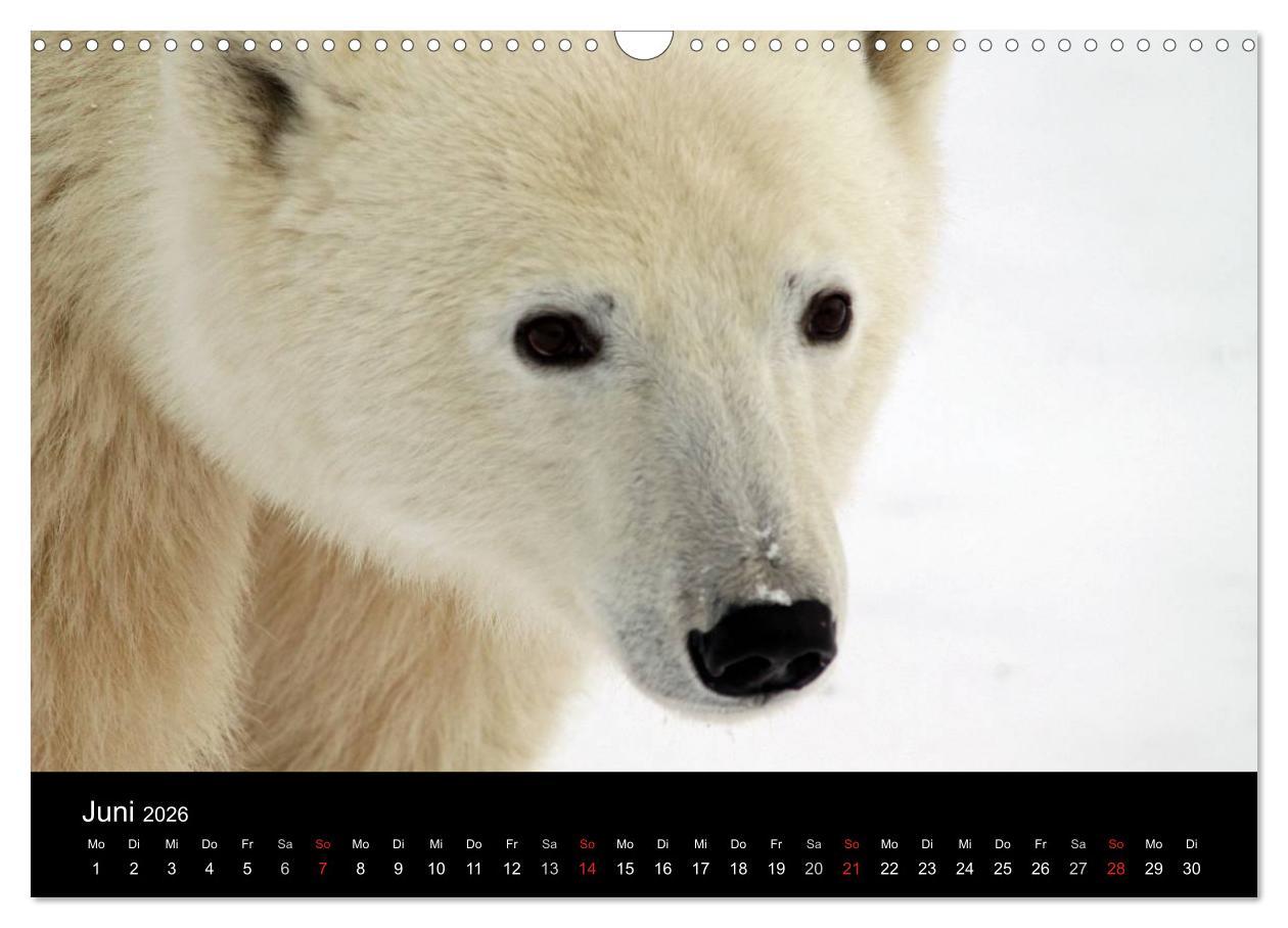 Beispielinhalt (Bild) Arktische Träume - Eisbären in Kanada (Wandkalender 2026 DIN A3 quer), CALVENDO Monatskalender