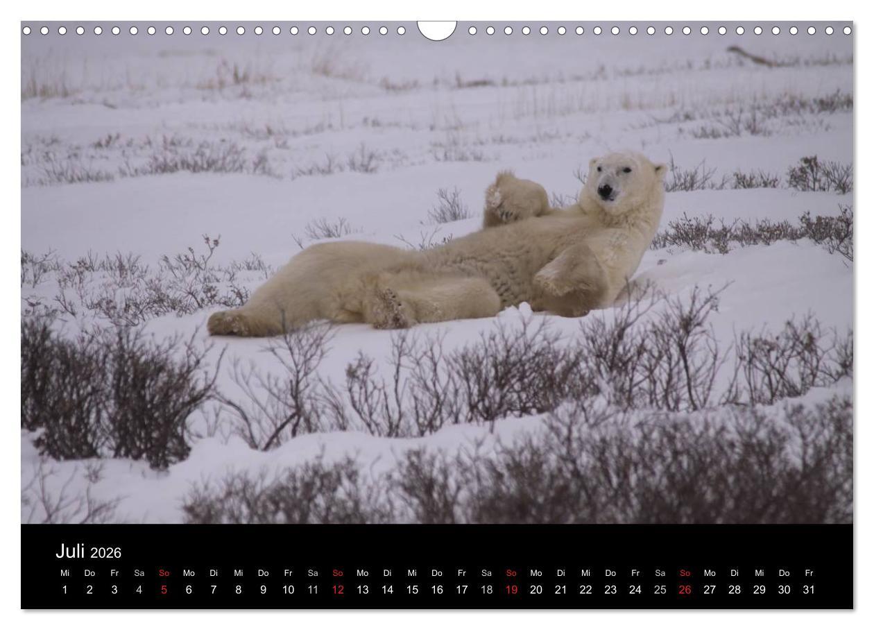 Beispielinhalt (Bild) Arktische Träume - Eisbären in Kanada (Wandkalender 2026 DIN A3 quer), CALVENDO Monatskalender
