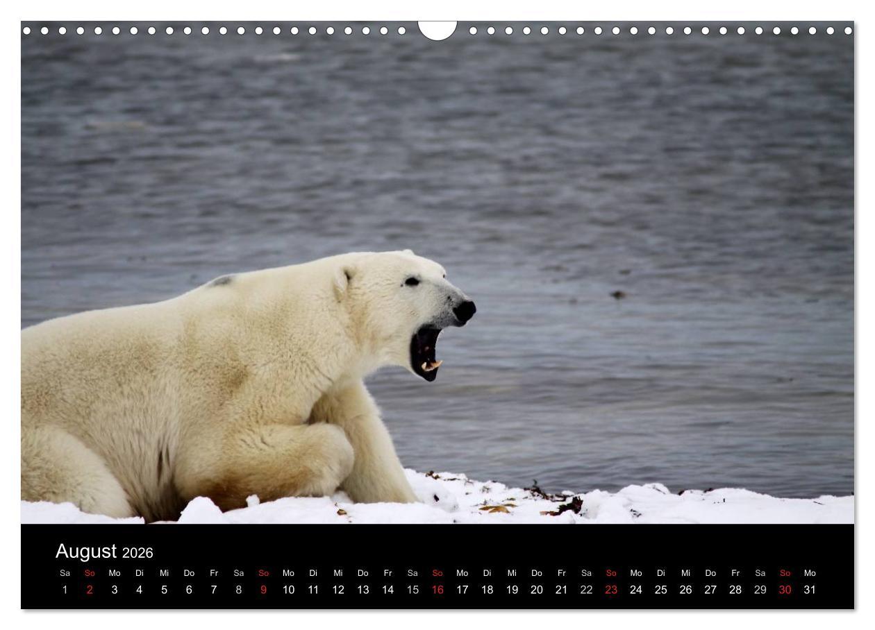 Beispielinhalt (Bild) Arktische Träume - Eisbären in Kanada (Wandkalender 2026 DIN A3 quer), CALVENDO Monatskalender