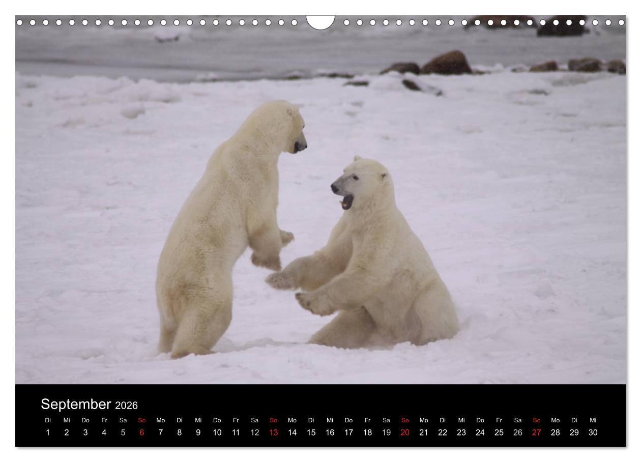 Beispielinhalt (Bild) Arktische Träume - Eisbären in Kanada (Wandkalender 2026 DIN A3 quer), CALVENDO Monatskalender