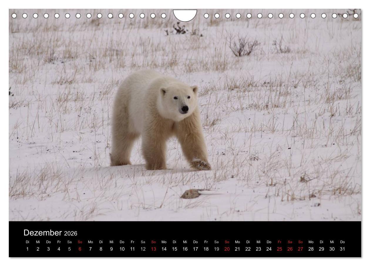 Beispielinhalt (Bild) Arktische Träume - Eisbären in Kanada (Wandkalender 2026 DIN A4 quer), CALVENDO Monatskalender