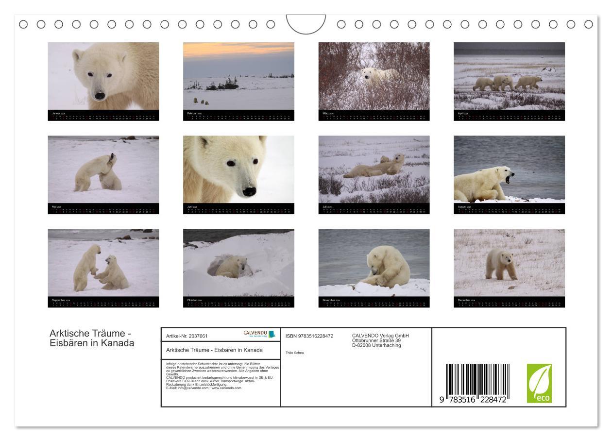 Beispielinhalt (Bild) Arktische Träume - Eisbären in Kanada (Wandkalender 2026 DIN A4 quer), CALVENDO Monatskalender