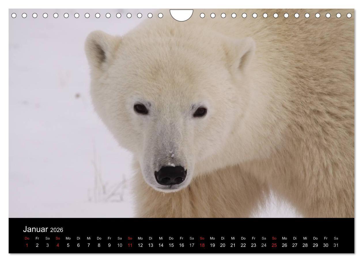 Beispielinhalt (Bild) Arktische Träume - Eisbären in Kanada (Wandkalender 2026 DIN A4 quer), CALVENDO Monatskalender
