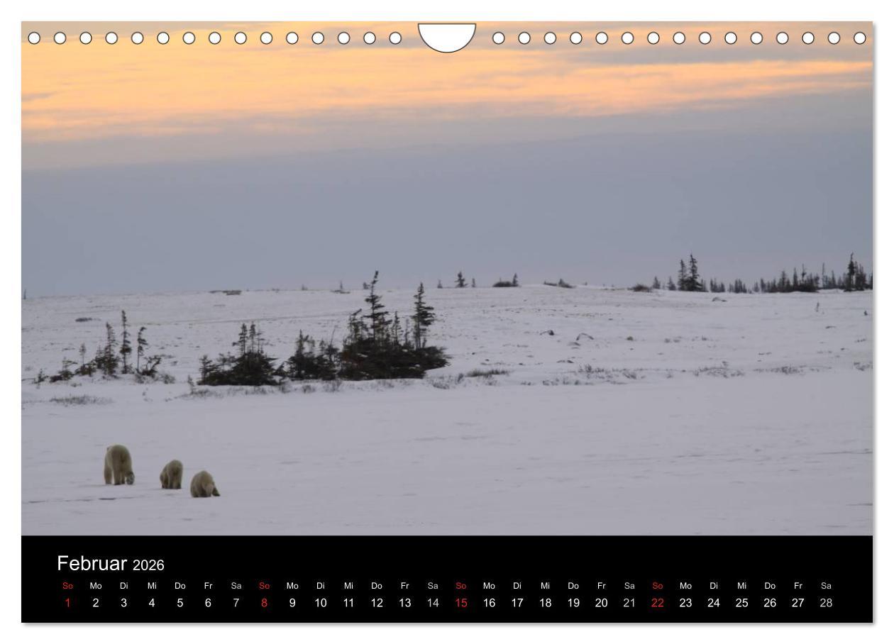 Beispielinhalt (Bild) Arktische Träume - Eisbären in Kanada (Wandkalender 2026 DIN A4 quer), CALVENDO Monatskalender