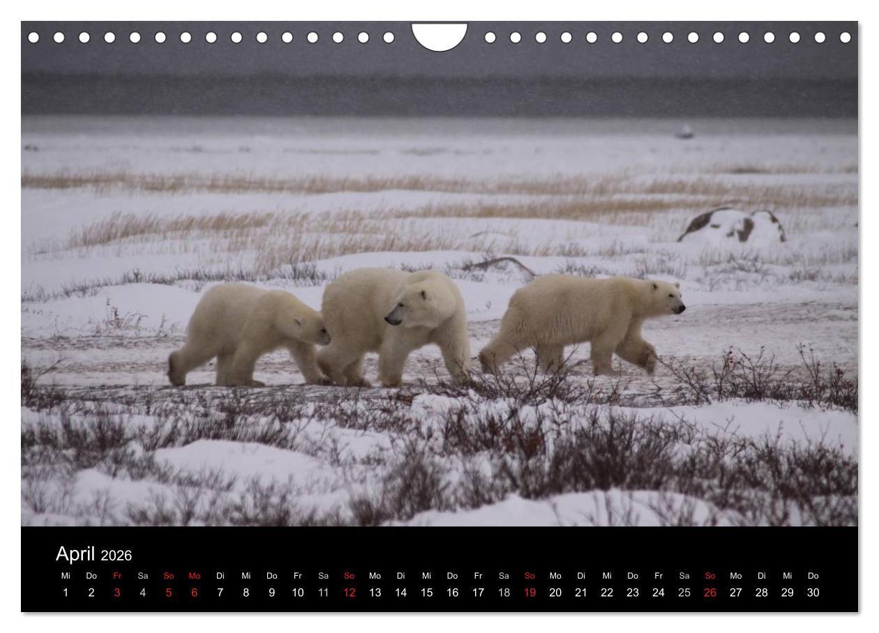 Beispielinhalt (Bild) Arktische Träume - Eisbären in Kanada (Wandkalender 2026 DIN A4 quer), CALVENDO Monatskalender