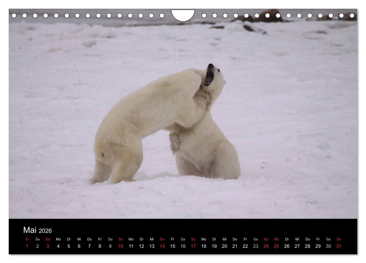 Beispielinhalt (Bild) Arktische Träume - Eisbären in Kanada (Wandkalender 2026 DIN A4 quer), CALVENDO Monatskalender