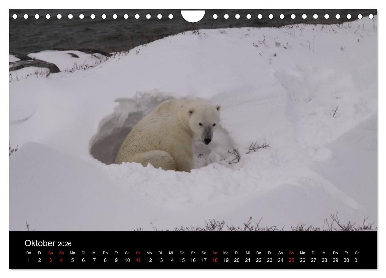 Beispielinhalt (Bild) Arktische Träume - Eisbären in Kanada (Wandkalender 2026 DIN A4 quer), CALVENDO Monatskalender