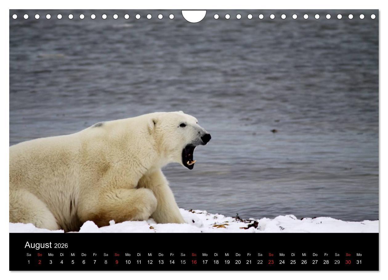 Beispielinhalt (Bild) Arktische Träume - Eisbären in Kanada (Wandkalender 2026 DIN A4 quer), CALVENDO Monatskalender