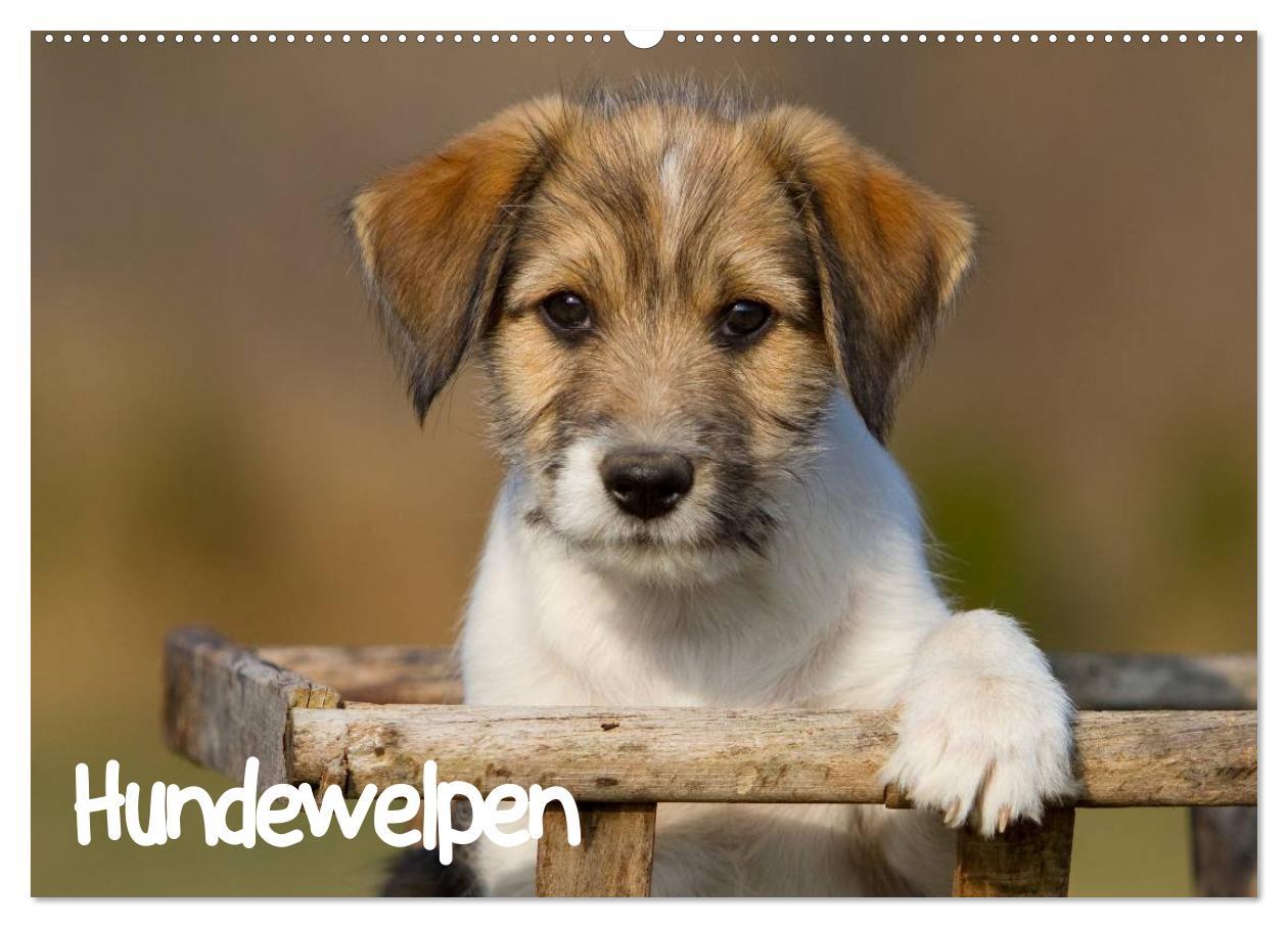 Vorderes Coverbild Hundewelpen (Wandkalender 2026 DIN A2 quer), CALVENDO Monatskalender