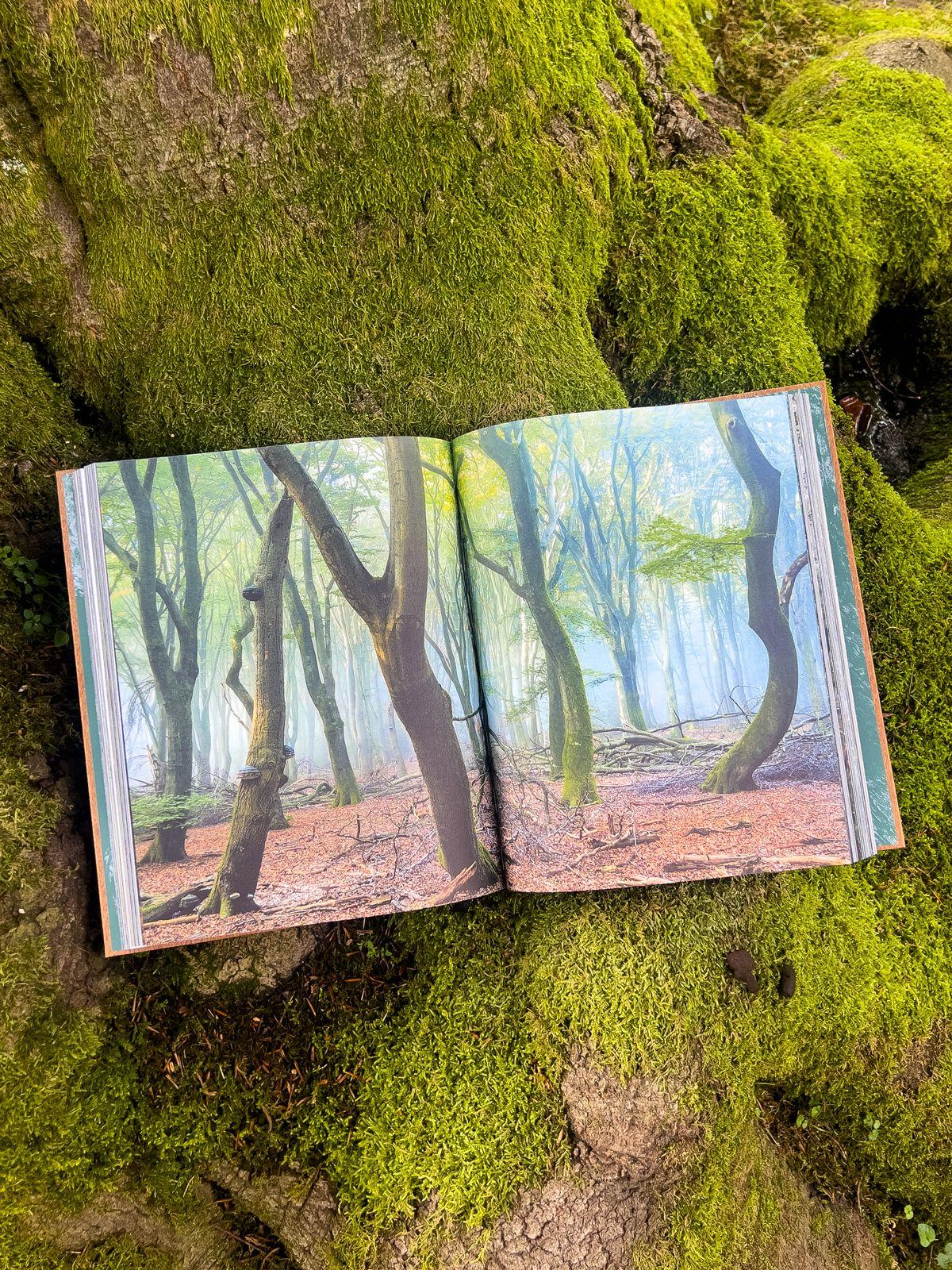 Beispielinhalt (Bild) THE WOODS