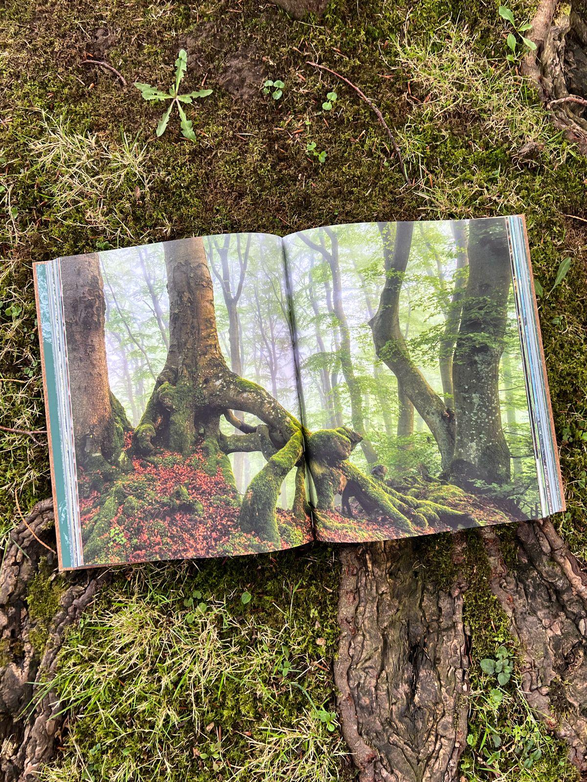Beispielinhalt (Bild) THE WOODS