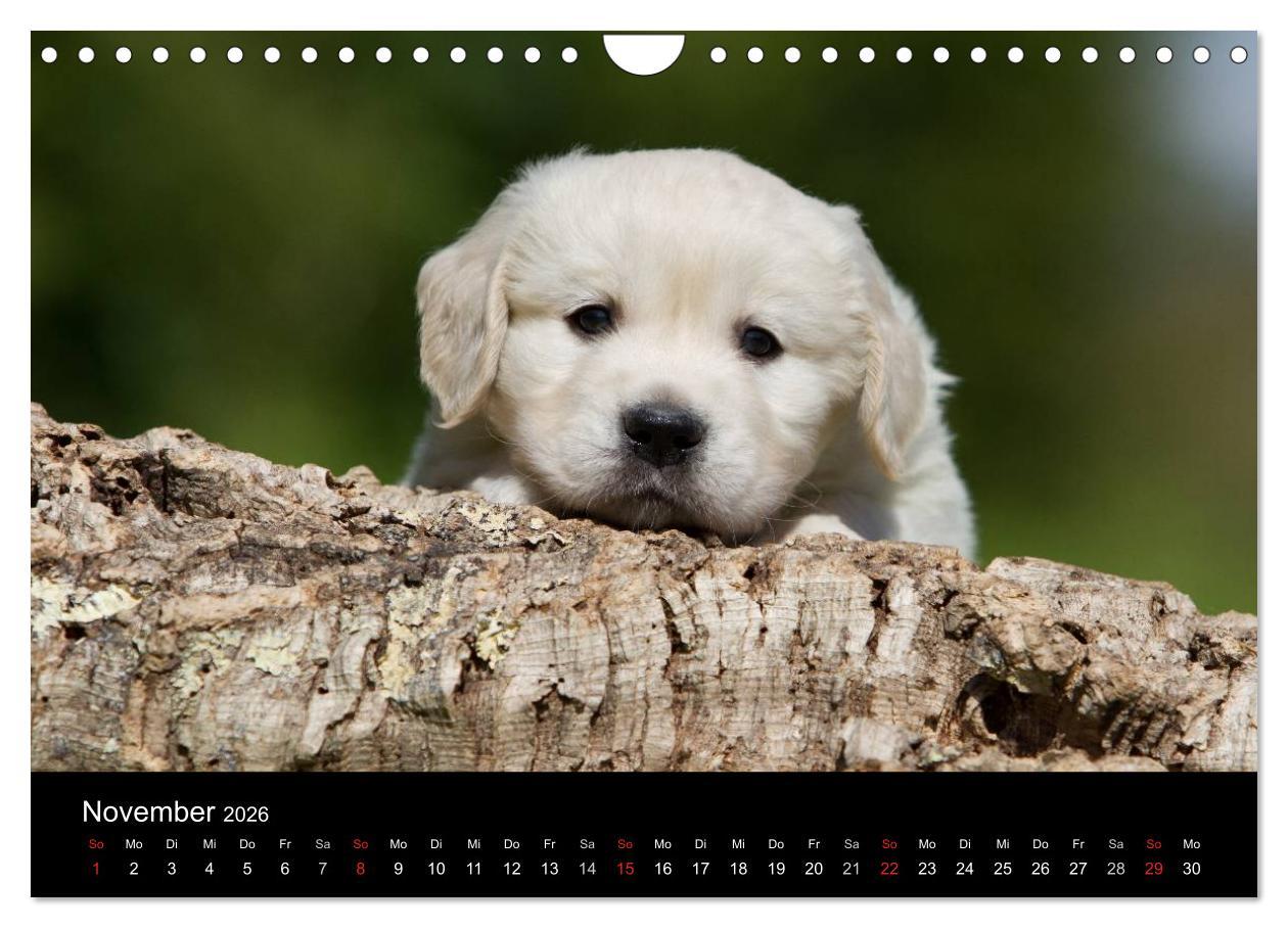 Beispielinhalt (Bild) Hundewelpen (Wandkalender 2026 DIN A4 quer), CALVENDO Monatskalender
