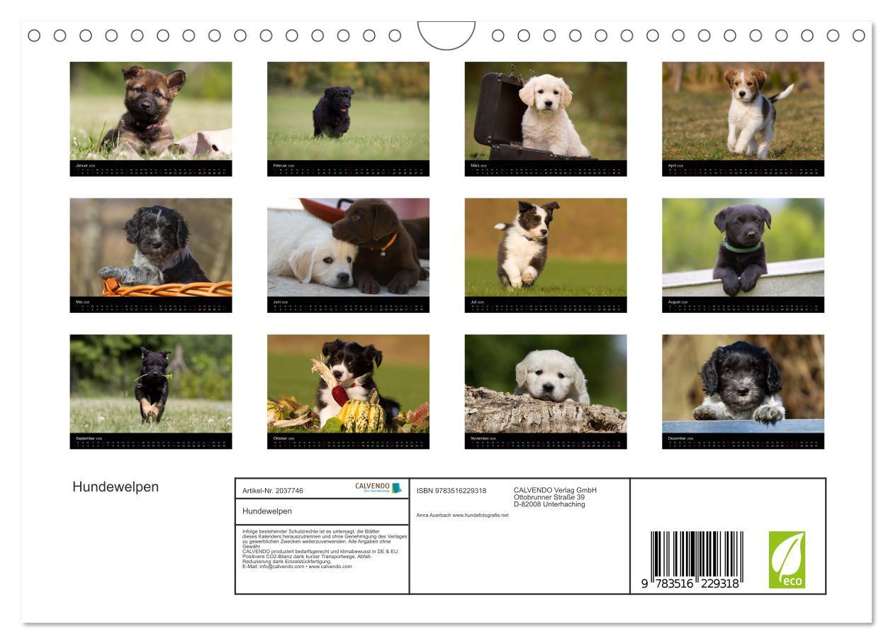 Beispielinhalt (Bild) Hundewelpen (Wandkalender 2026 DIN A4 quer), CALVENDO Monatskalender