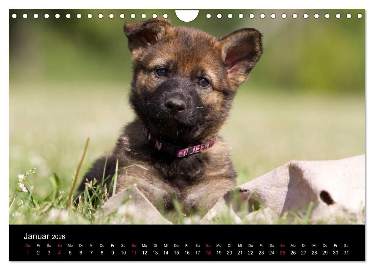 Beispielinhalt (Bild) Hundewelpen (Wandkalender 2026 DIN A4 quer), CALVENDO Monatskalender
