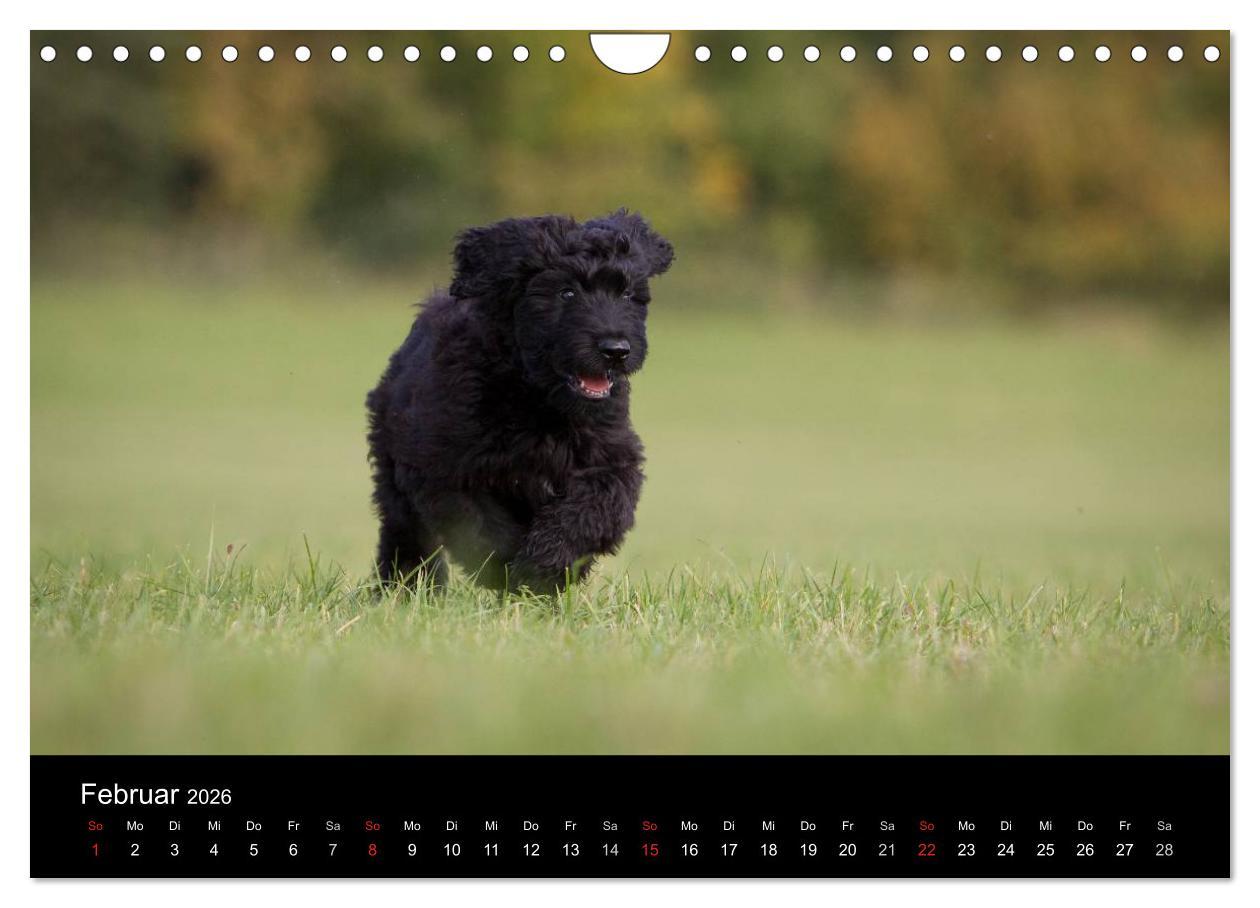 Beispielinhalt (Bild) Hundewelpen (Wandkalender 2026 DIN A4 quer), CALVENDO Monatskalender