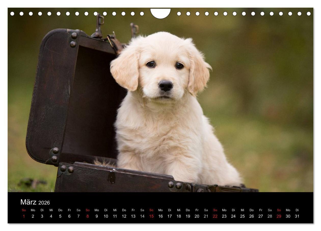 Beispielinhalt (Bild) Hundewelpen (Wandkalender 2026 DIN A4 quer), CALVENDO Monatskalender