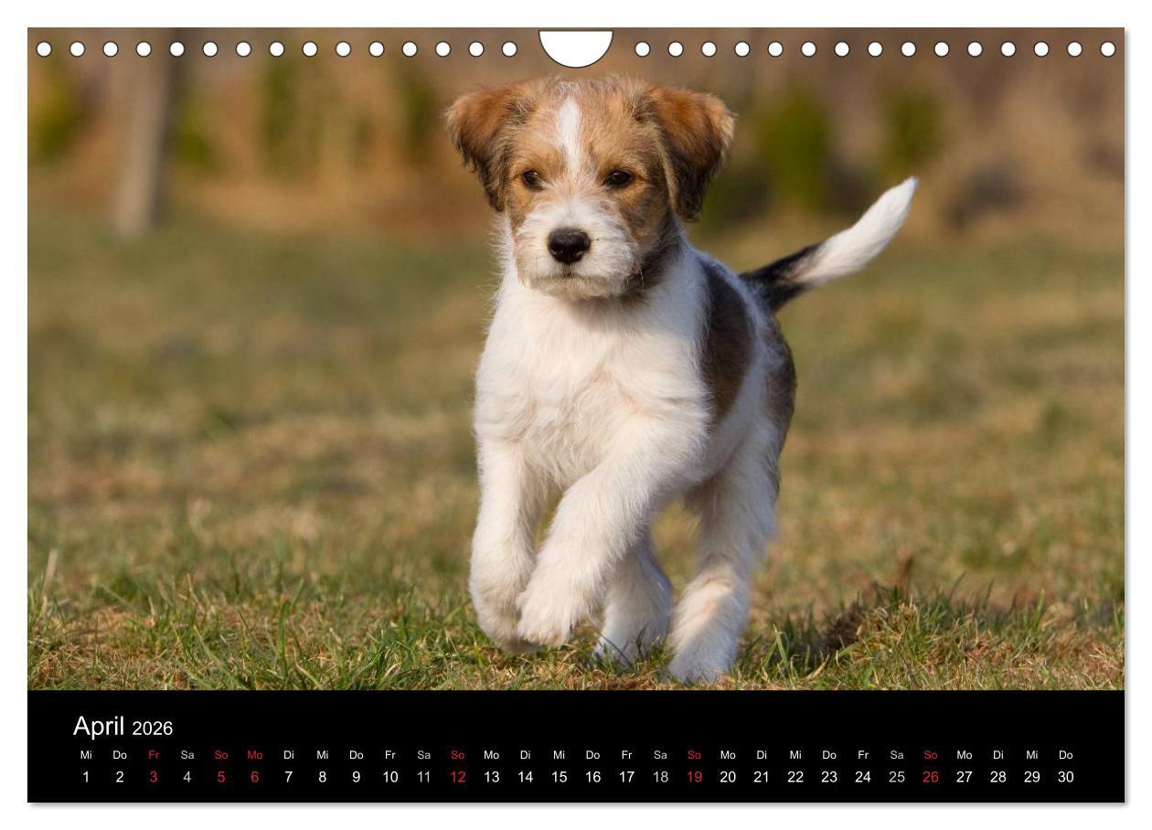 Beispielinhalt (Bild) Hundewelpen (Wandkalender 2026 DIN A4 quer), CALVENDO Monatskalender