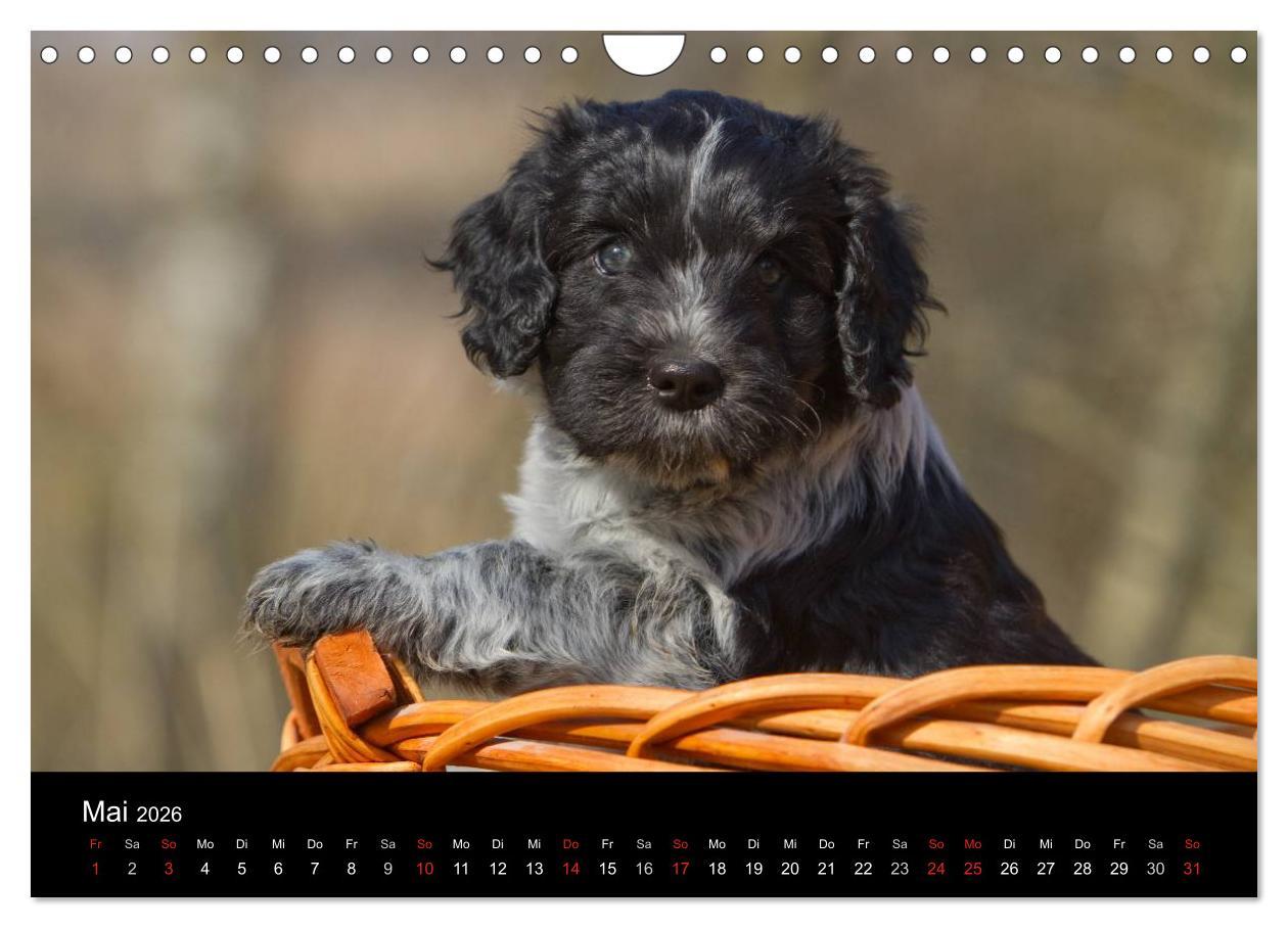 Beispielinhalt (Bild) Hundewelpen (Wandkalender 2026 DIN A4 quer), CALVENDO Monatskalender