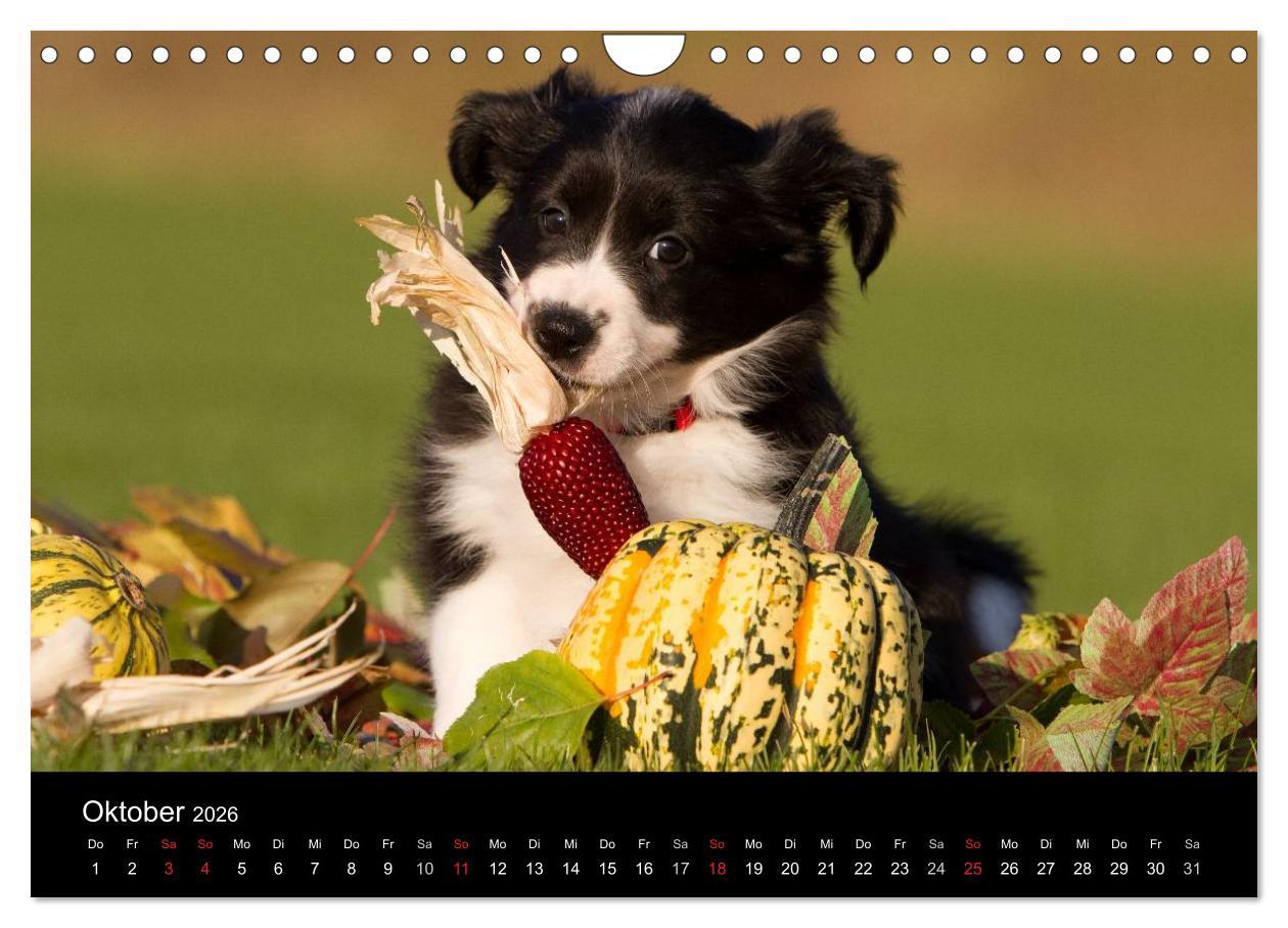 Beispielinhalt (Bild) Hundewelpen (Wandkalender 2026 DIN A4 quer), CALVENDO Monatskalender