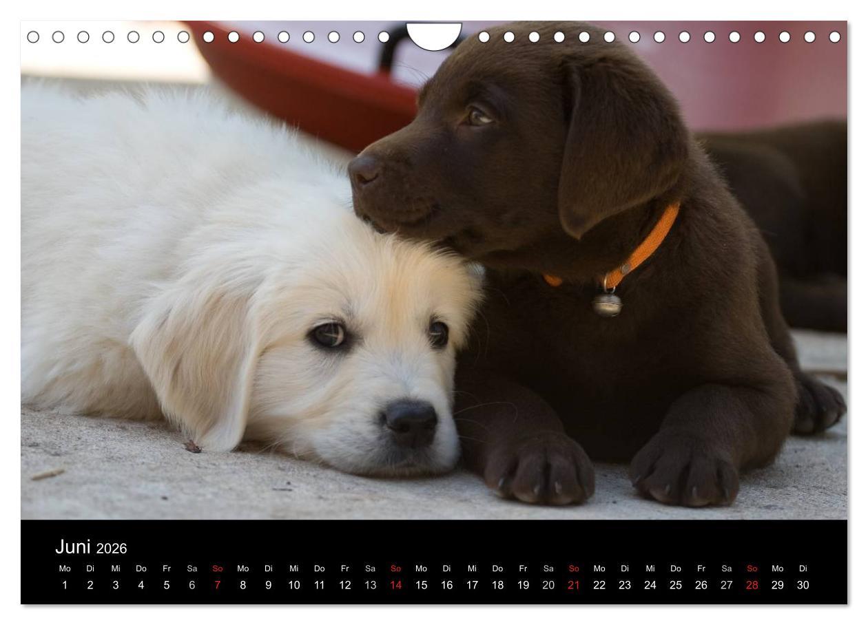 Beispielinhalt (Bild) Hundewelpen (Wandkalender 2026 DIN A4 quer), CALVENDO Monatskalender