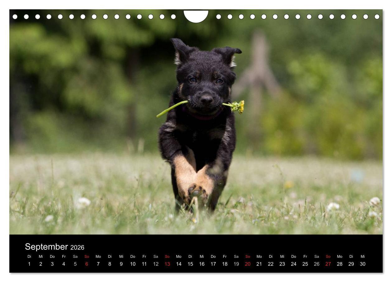 Beispielinhalt (Bild) Hundewelpen (Wandkalender 2026 DIN A4 quer), CALVENDO Monatskalender