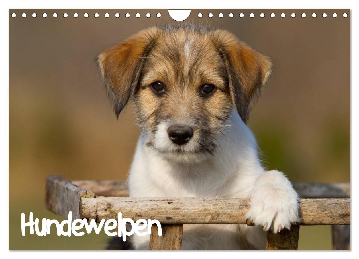 Vorderes Coverbild Hundewelpen (Wandkalender 2026 DIN A4 quer), CALVENDO Monatskalender