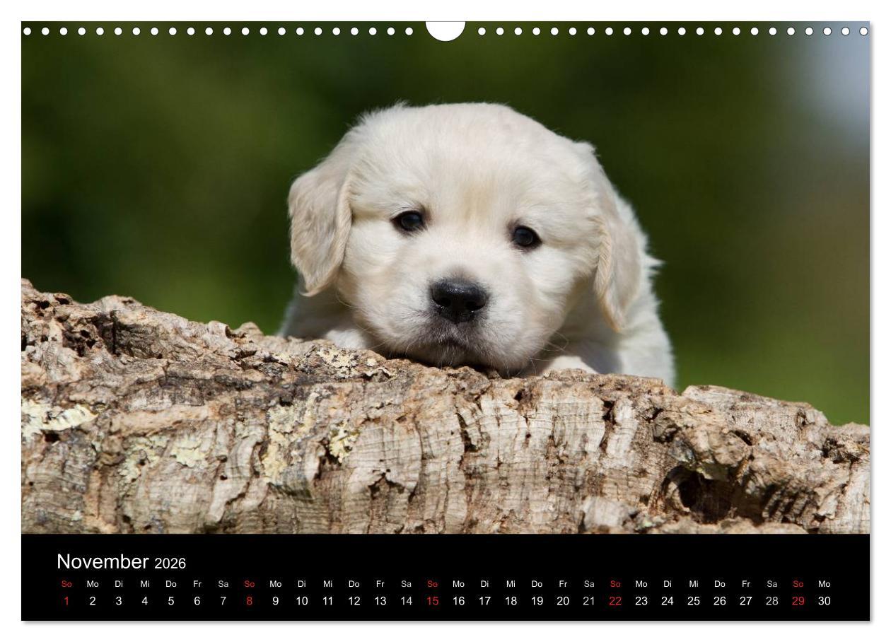 Beispielinhalt (Bild) Hundewelpen (Wandkalender 2026 DIN A3 quer), CALVENDO Monatskalender