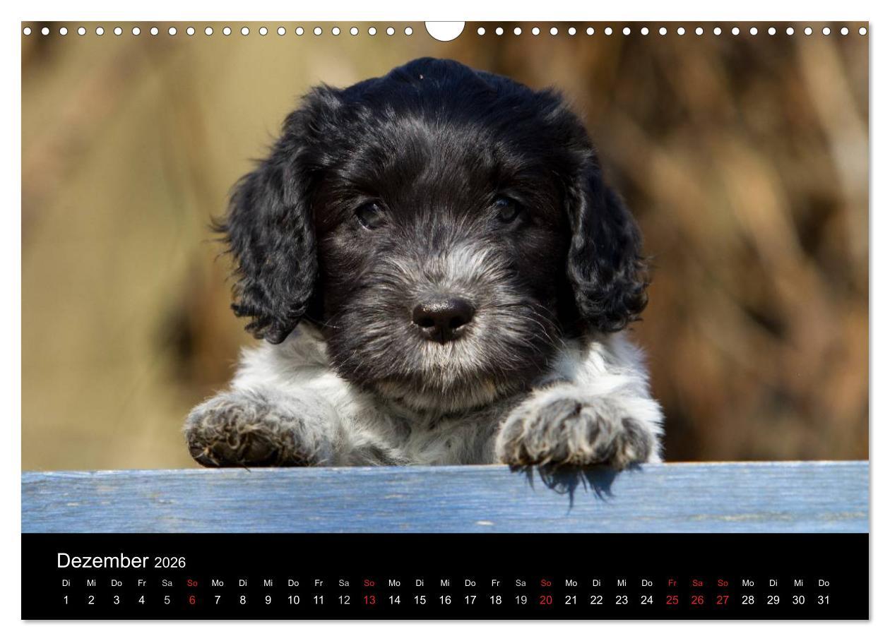 Beispielinhalt (Bild) Hundewelpen (Wandkalender 2026 DIN A3 quer), CALVENDO Monatskalender