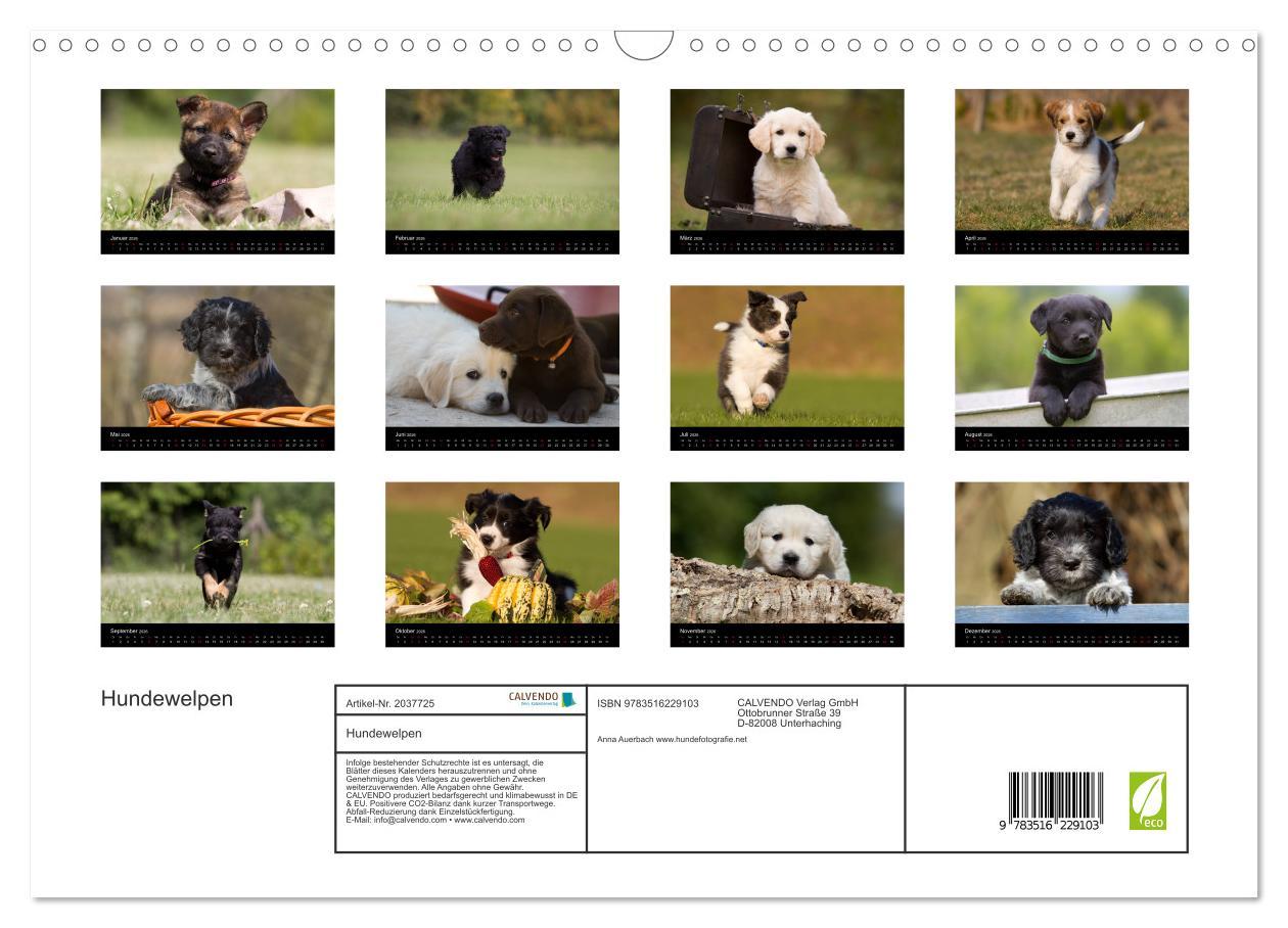 Beispielinhalt (Bild) Hundewelpen (Wandkalender 2026 DIN A3 quer), CALVENDO Monatskalender