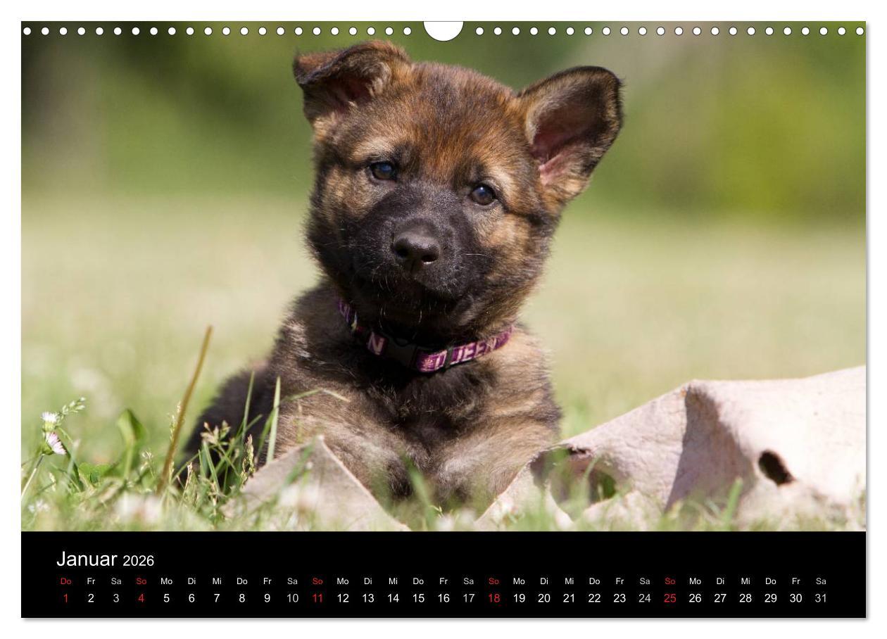 Beispielinhalt (Bild) Hundewelpen (Wandkalender 2026 DIN A3 quer), CALVENDO Monatskalender