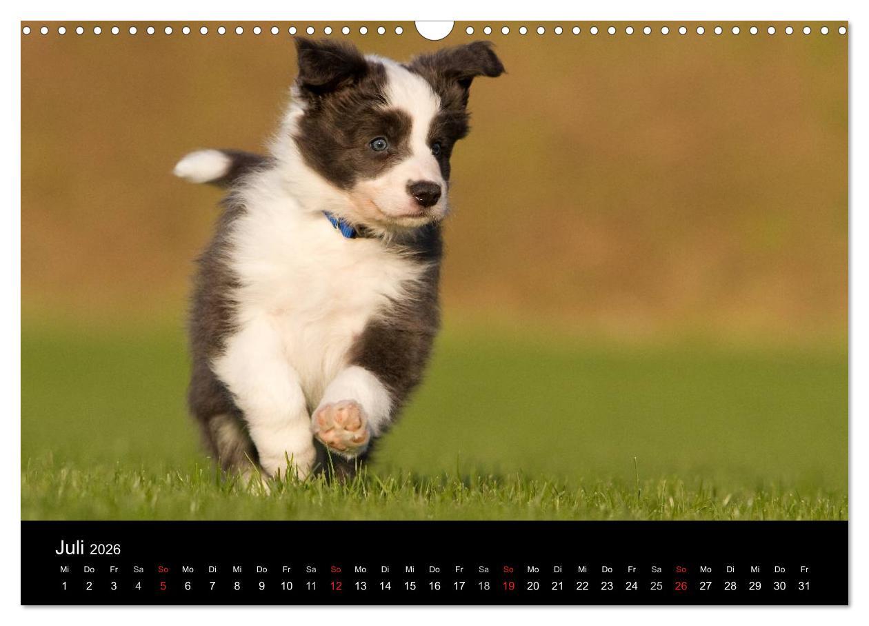 Beispielinhalt (Bild) Hundewelpen (Wandkalender 2026 DIN A3 quer), CALVENDO Monatskalender