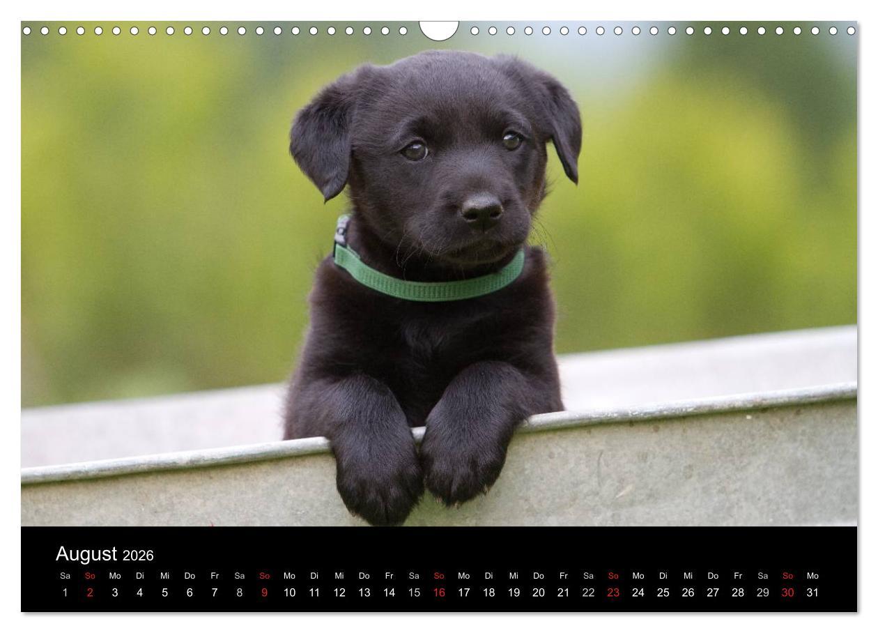 Beispielinhalt (Bild) Hundewelpen (Wandkalender 2026 DIN A3 quer), CALVENDO Monatskalender