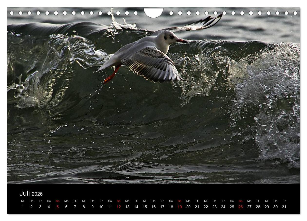 Beispielinhalt (Bild) Rügen (Wandkalender 2026 DIN A4 quer), CALVENDO Monatskalender