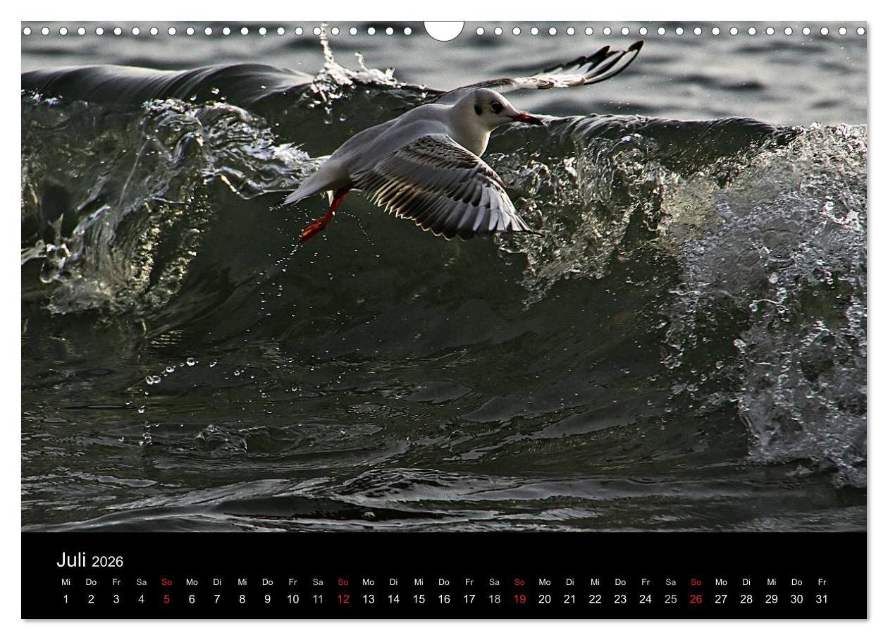 Beispielinhalt (Bild) Rügen (Wandkalender 2026 DIN A3 quer), CALVENDO Monatskalender