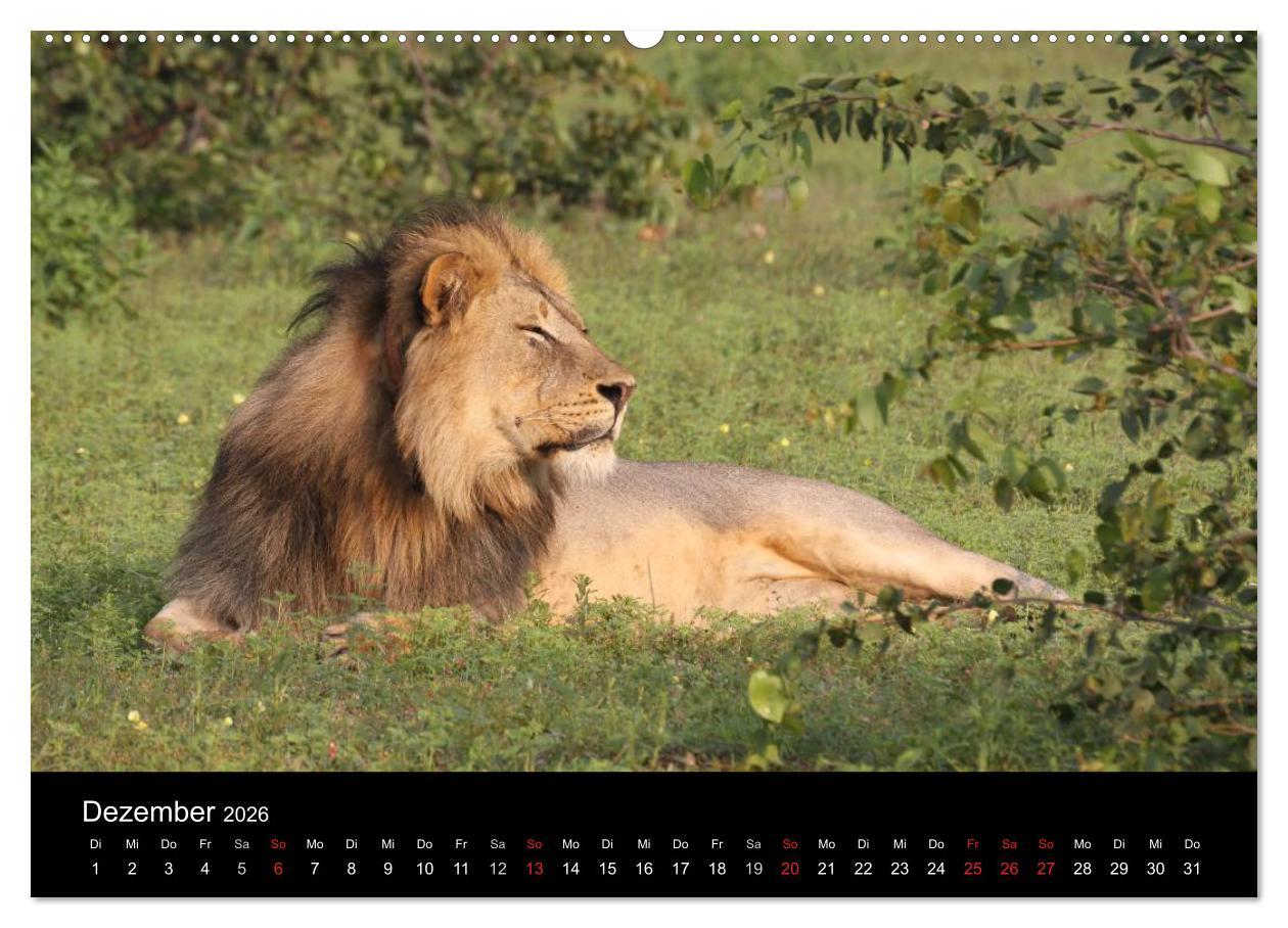 Beispielinhalt (Bild) Löwen - Könige der Tiere (hochwertiger Premium Wandkalender 2026 DIN A2 quer), Kunstdruck in Hochglanz