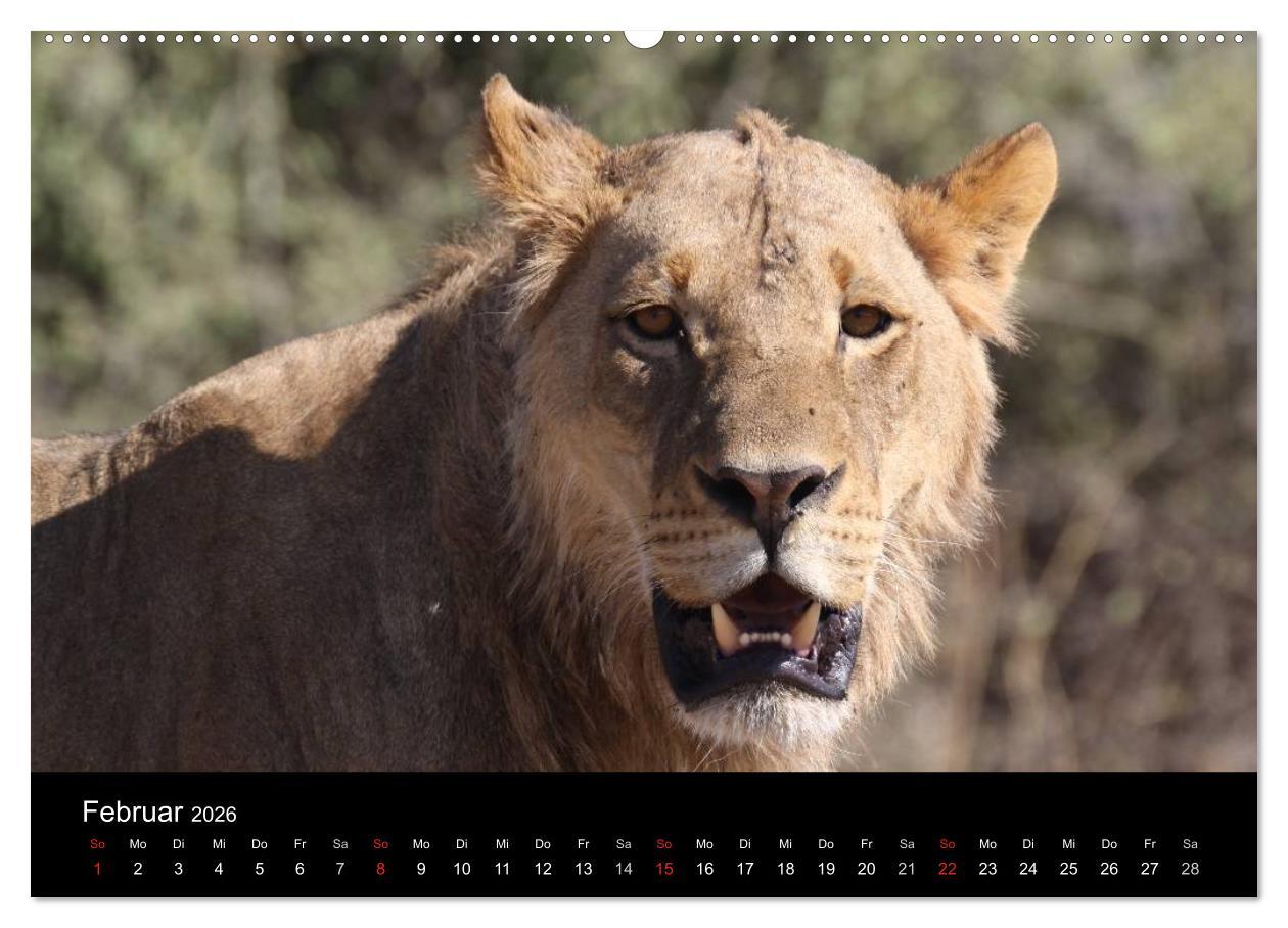 Beispielinhalt (Bild) Löwen - Könige der Tiere (hochwertiger Premium Wandkalender 2026 DIN A2 quer), Kunstdruck in Hochglanz