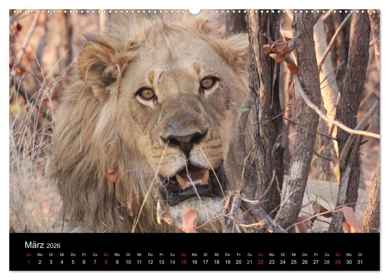 Beispielinhalt (Bild) Löwen - Könige der Tiere (hochwertiger Premium Wandkalender 2026 DIN A2 quer), Kunstdruck in Hochglanz