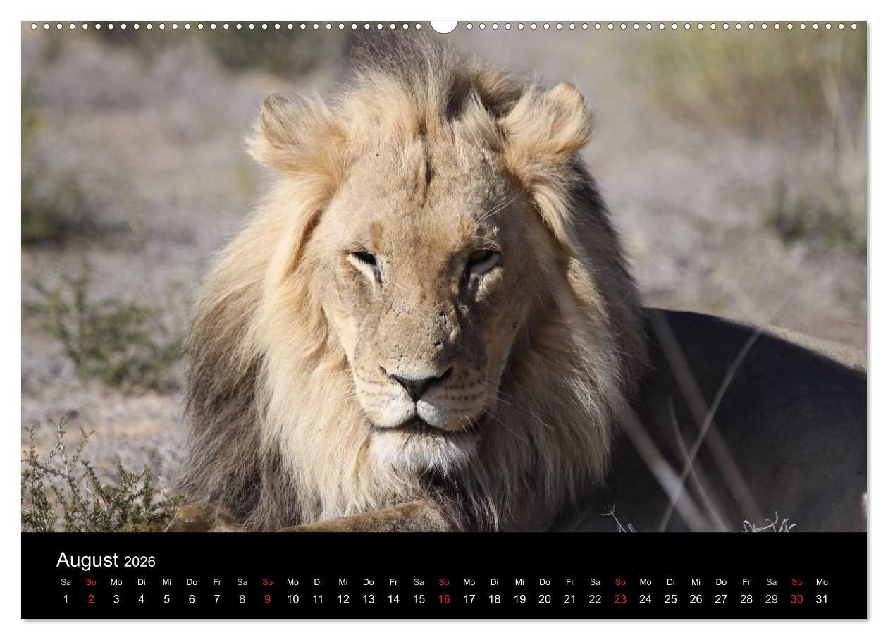 Beispielinhalt (Bild) Löwen - Könige der Tiere (hochwertiger Premium Wandkalender 2026 DIN A2 quer), Kunstdruck in Hochglanz