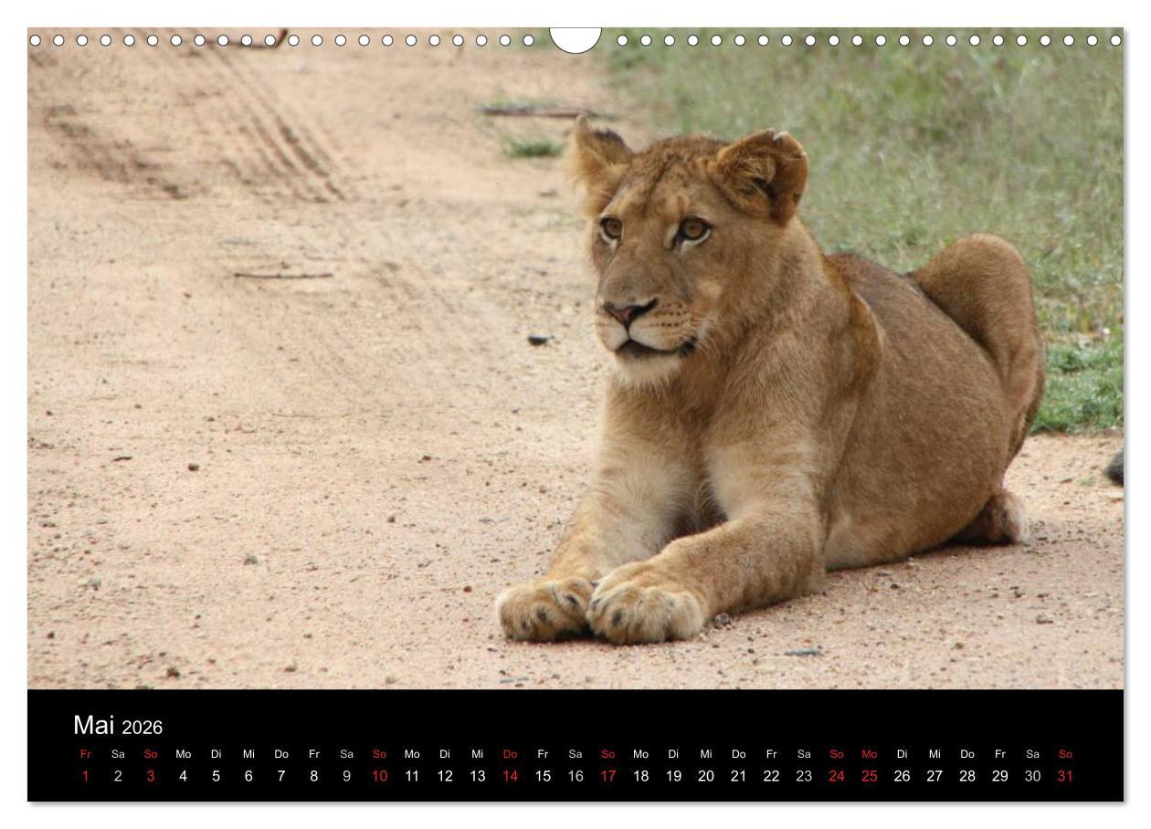 Beispielinhalt (Bild) Löwen - Könige der Tiere (Wandkalender 2026 DIN A3 quer), CALVENDO Monatskalender