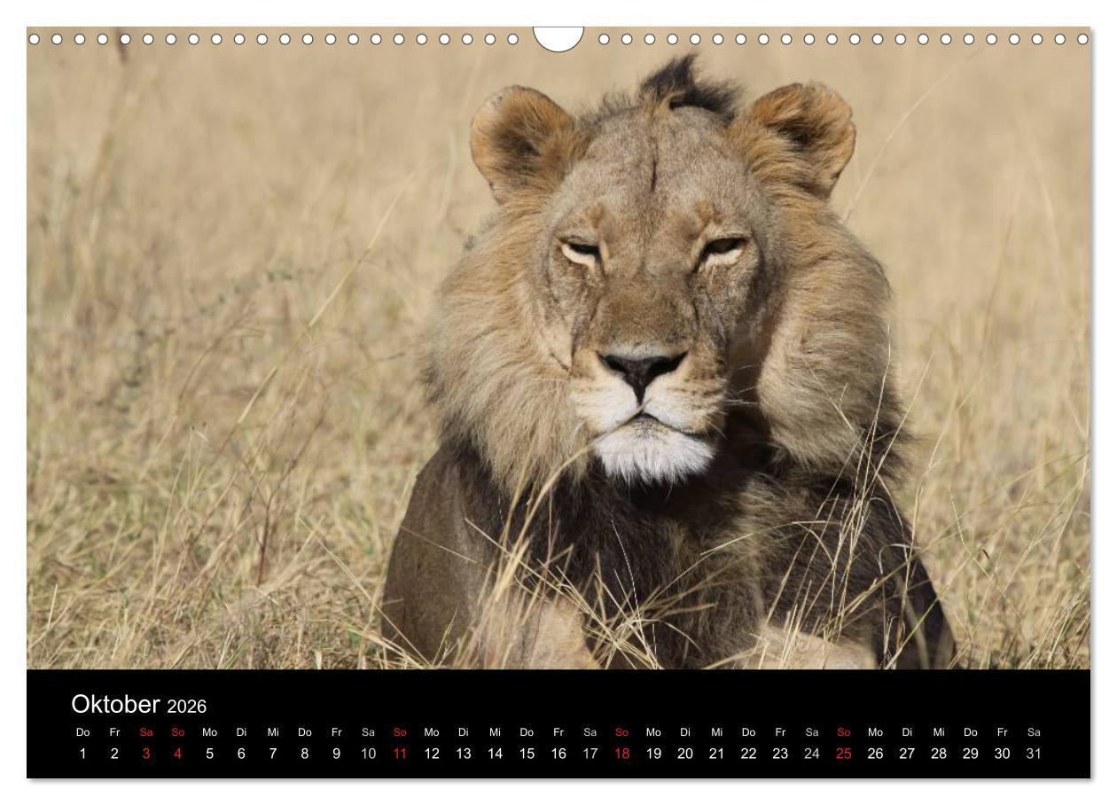 Beispielinhalt (Bild) Löwen - Könige der Tiere (Wandkalender 2026 DIN A3 quer), CALVENDO Monatskalender