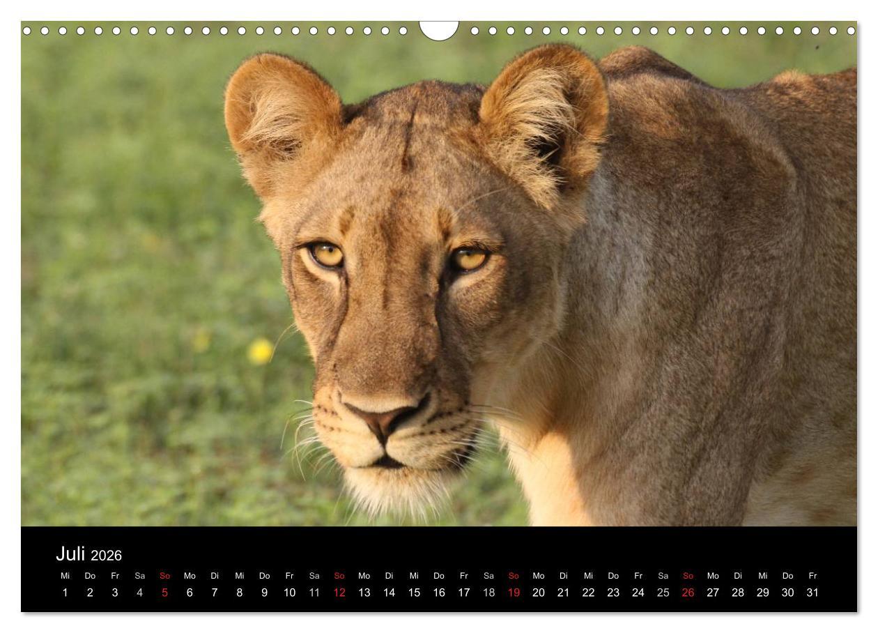 Beispielinhalt (Bild) Löwen - Könige der Tiere (Wandkalender 2026 DIN A3 quer), CALVENDO Monatskalender